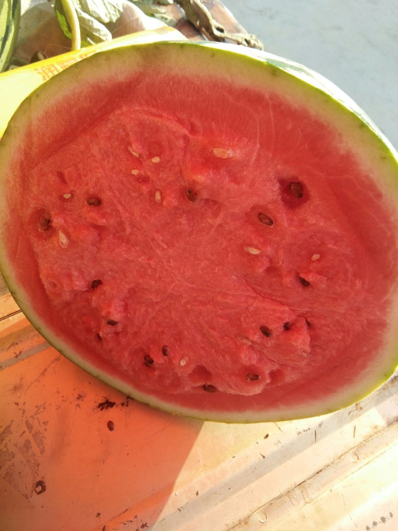 中棚直播苗，红蜜王瓜型好皮毛好个头大瓜瓤红甜度好