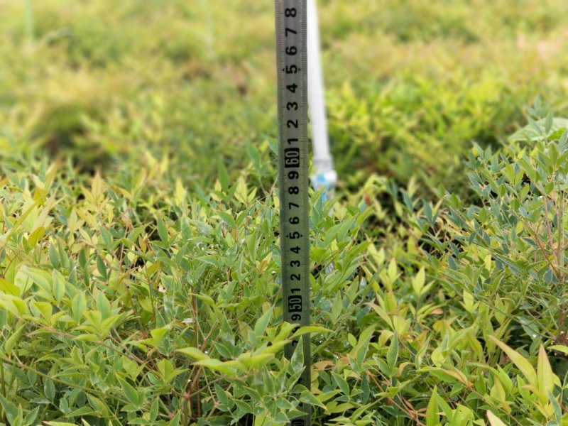 南天竹优质南天竹工程苗大量上市欢迎实地看货