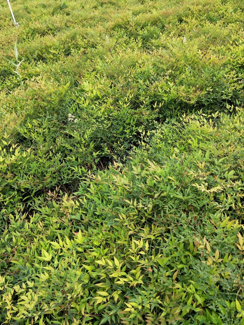 南天竹优质南天竹工程苗大量上市欢迎实地看货
