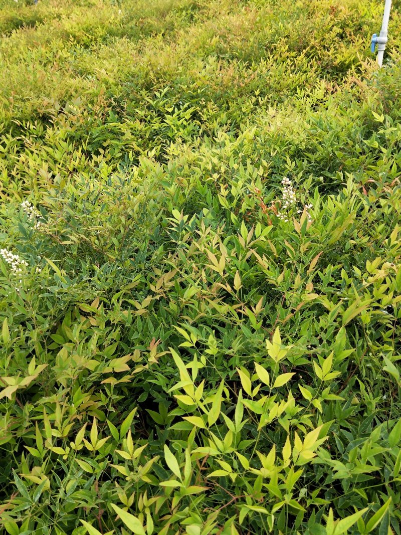 南天竹优质南天竹工程苗大量上市欢迎实地看货