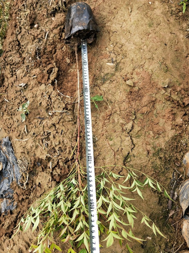 南天竹优质南天竹工程苗大量上市欢迎实地看货