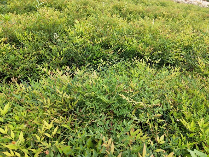 南天竹优质南天竹工程苗大量上市欢迎实地看货
