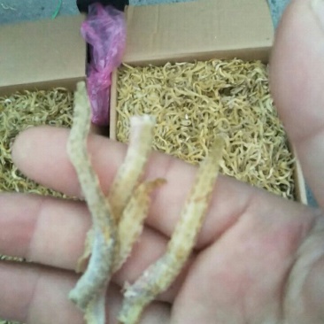 一手货源，凤尾鱼，有要的连系我