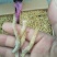 一手货源，凤尾鱼，有要的连系我