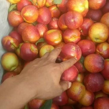 露天油桃各种品种马上大量上市。口感脆甜品种齐全