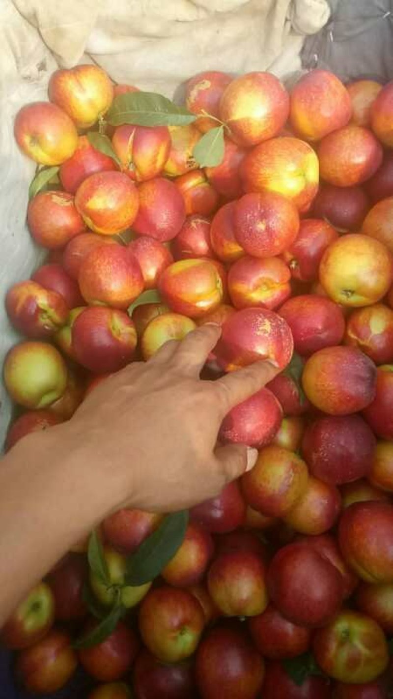 露天油桃各种品种马上大量上市。口感脆甜品种齐全