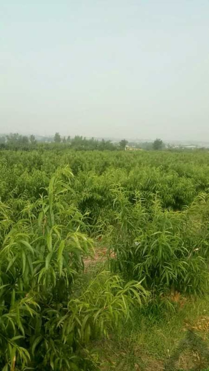 露天油桃各种品种马上大量上市。口感脆甜品种齐全
