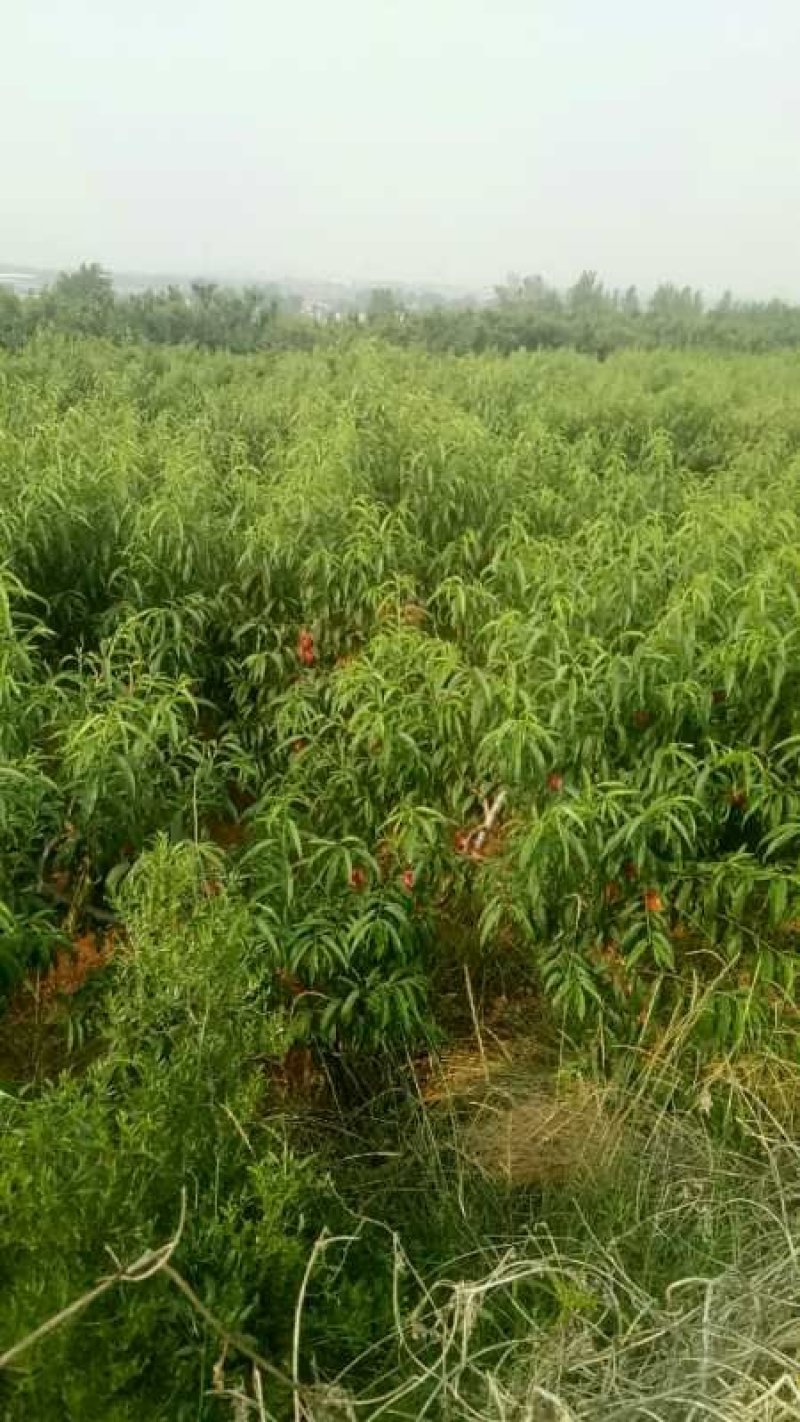 露天油桃各种品种马上大量上市。口感脆甜品种齐全