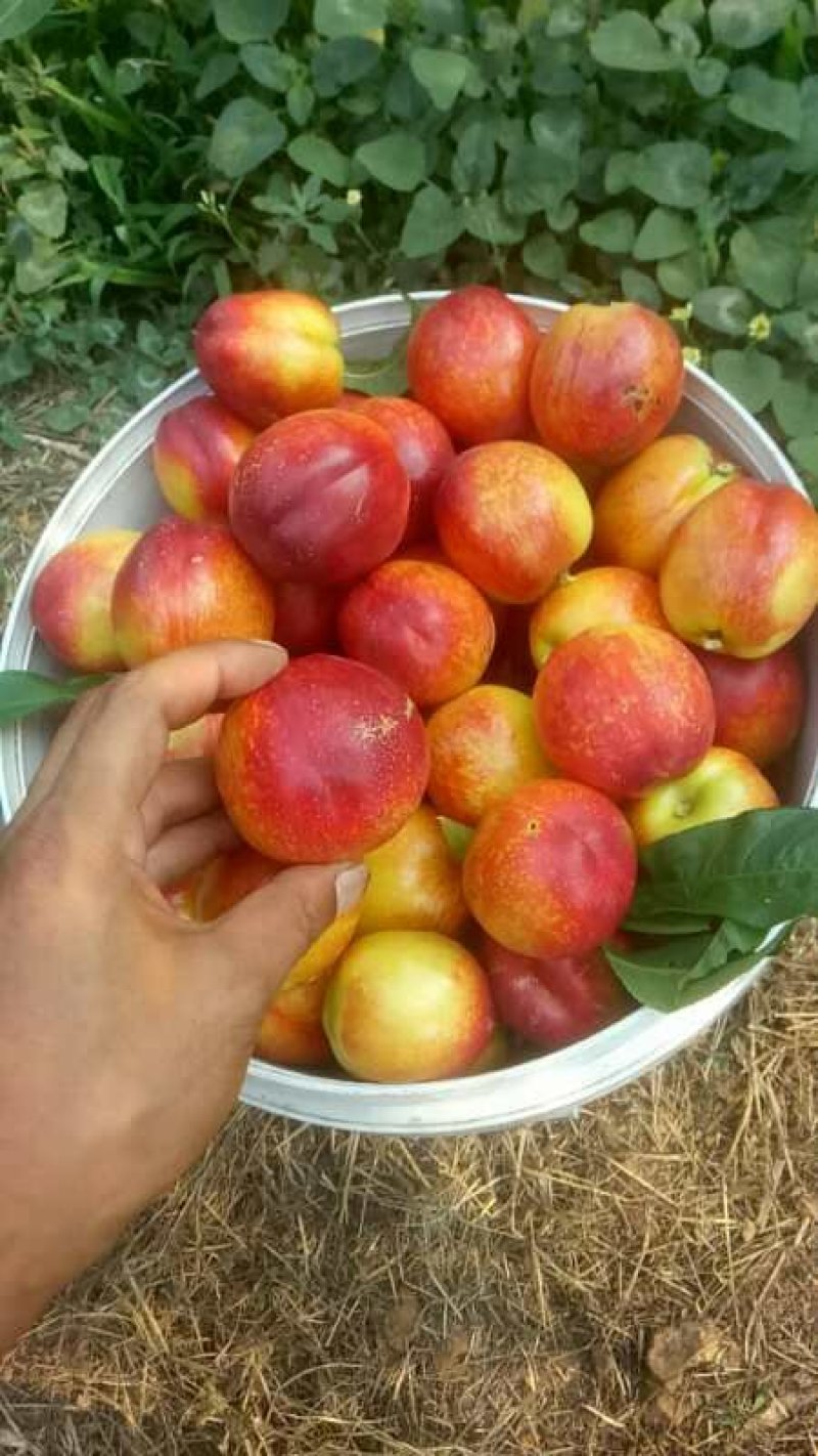 露天油桃各种品种马上大量上市。口感脆甜品种齐全