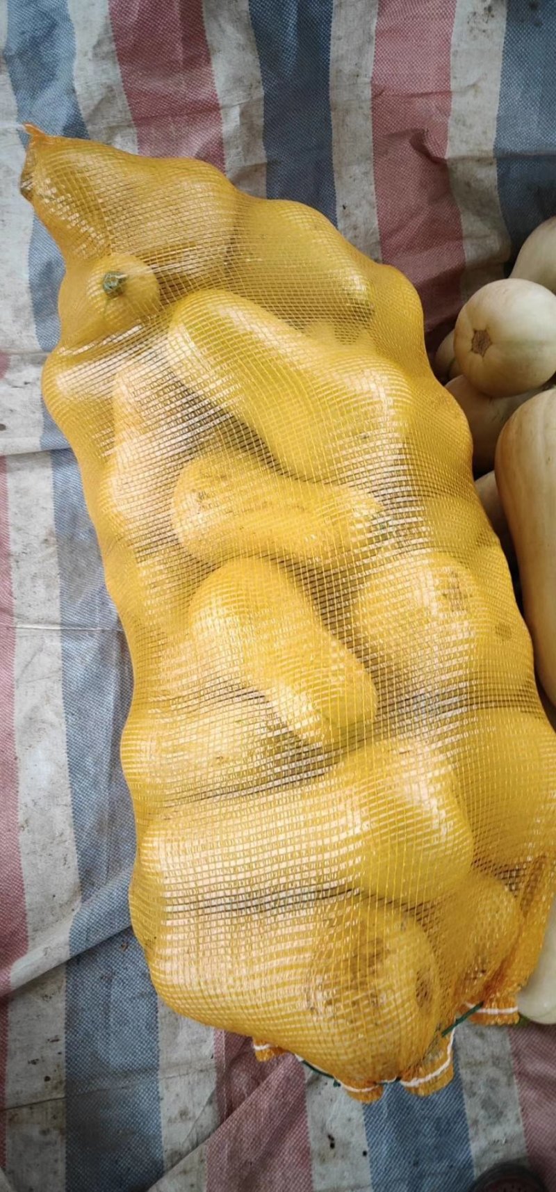 奶油南瓜
