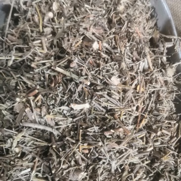 香茹草