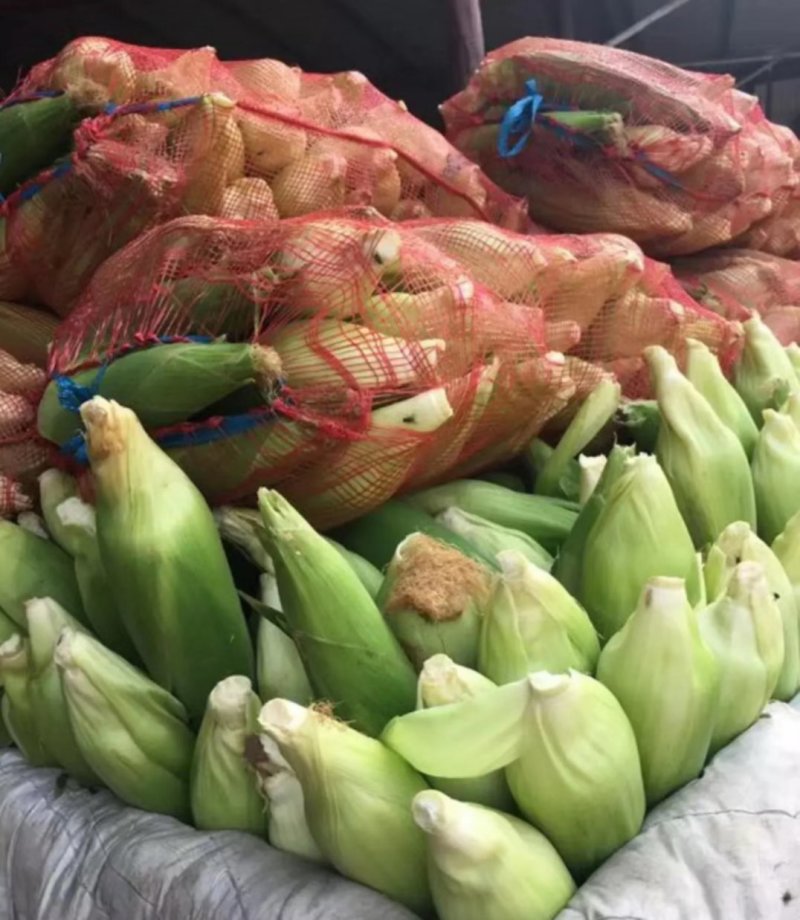 白糯米