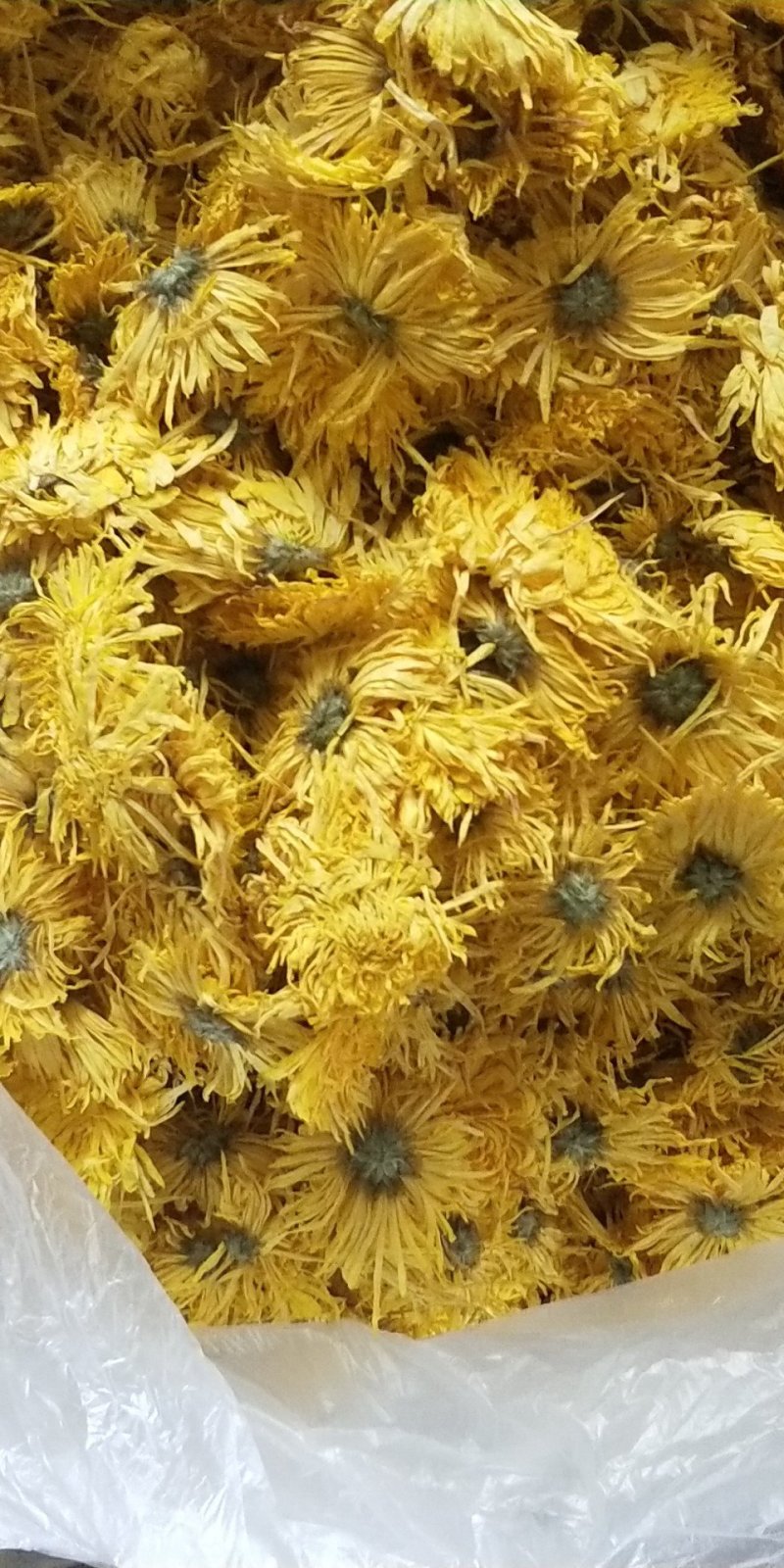 菊花茶