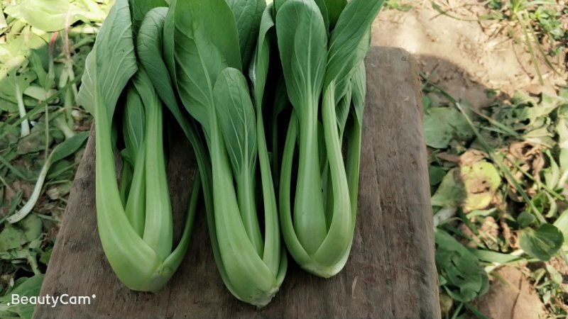 万亩精品油菜
