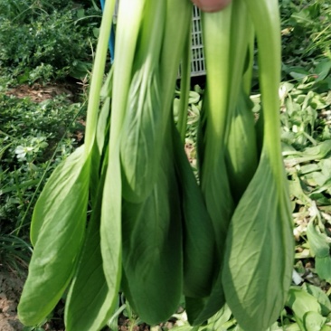 万亩精品油菜