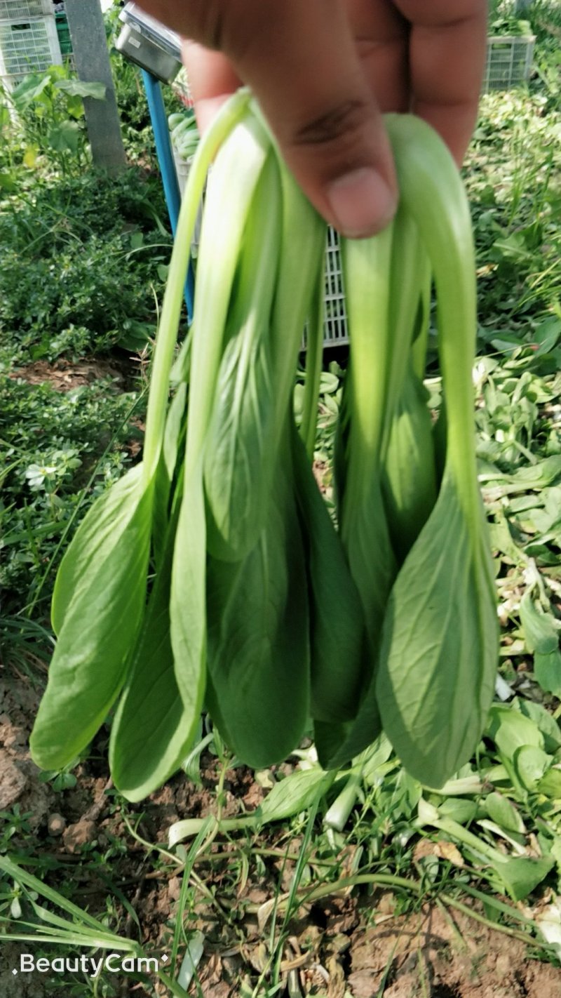 万亩精品油菜