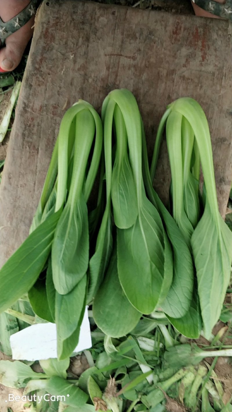 万亩精品油菜