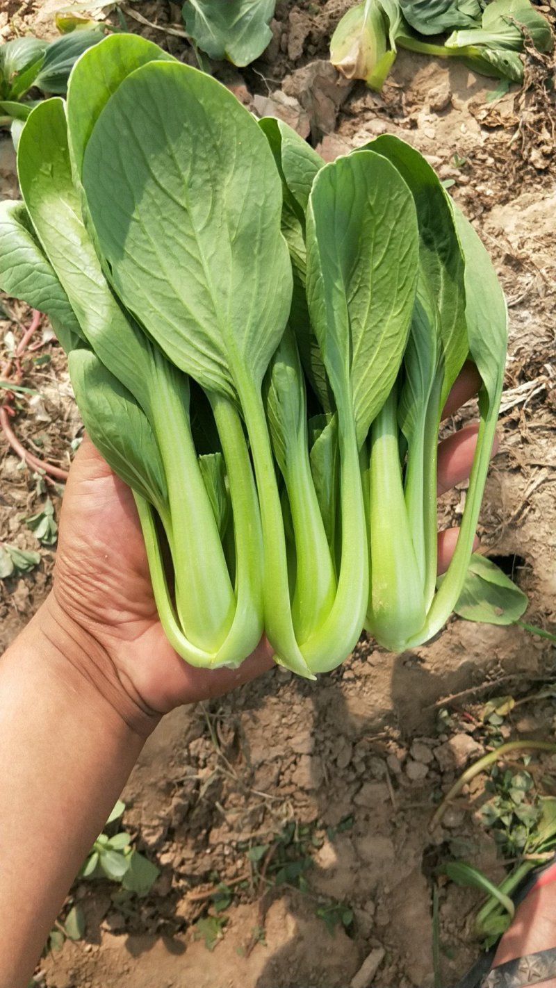 万亩精品油菜