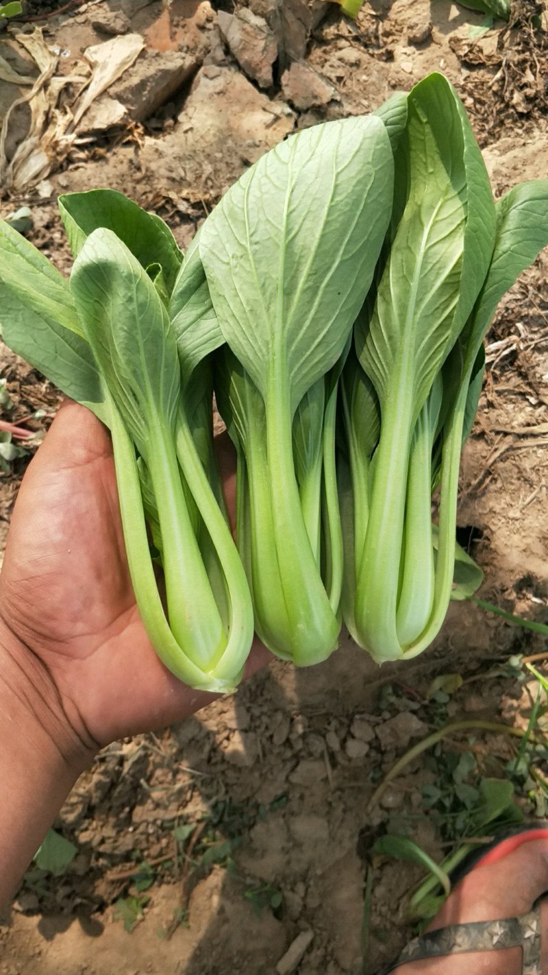 万亩精品油菜
