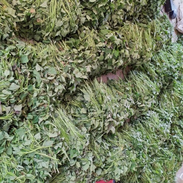 红薯苗供应