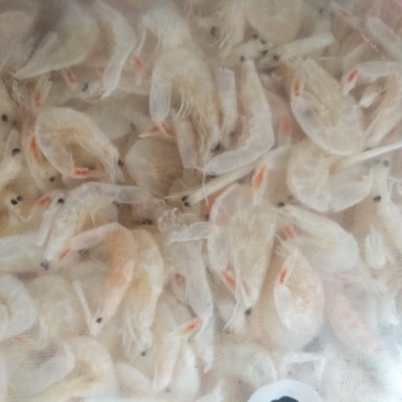 大虾皮