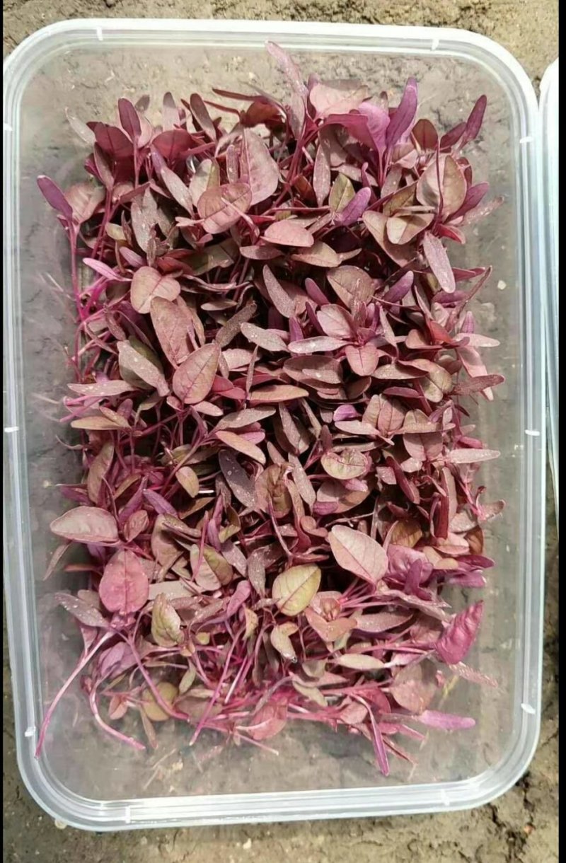 盘饰花草三色堇