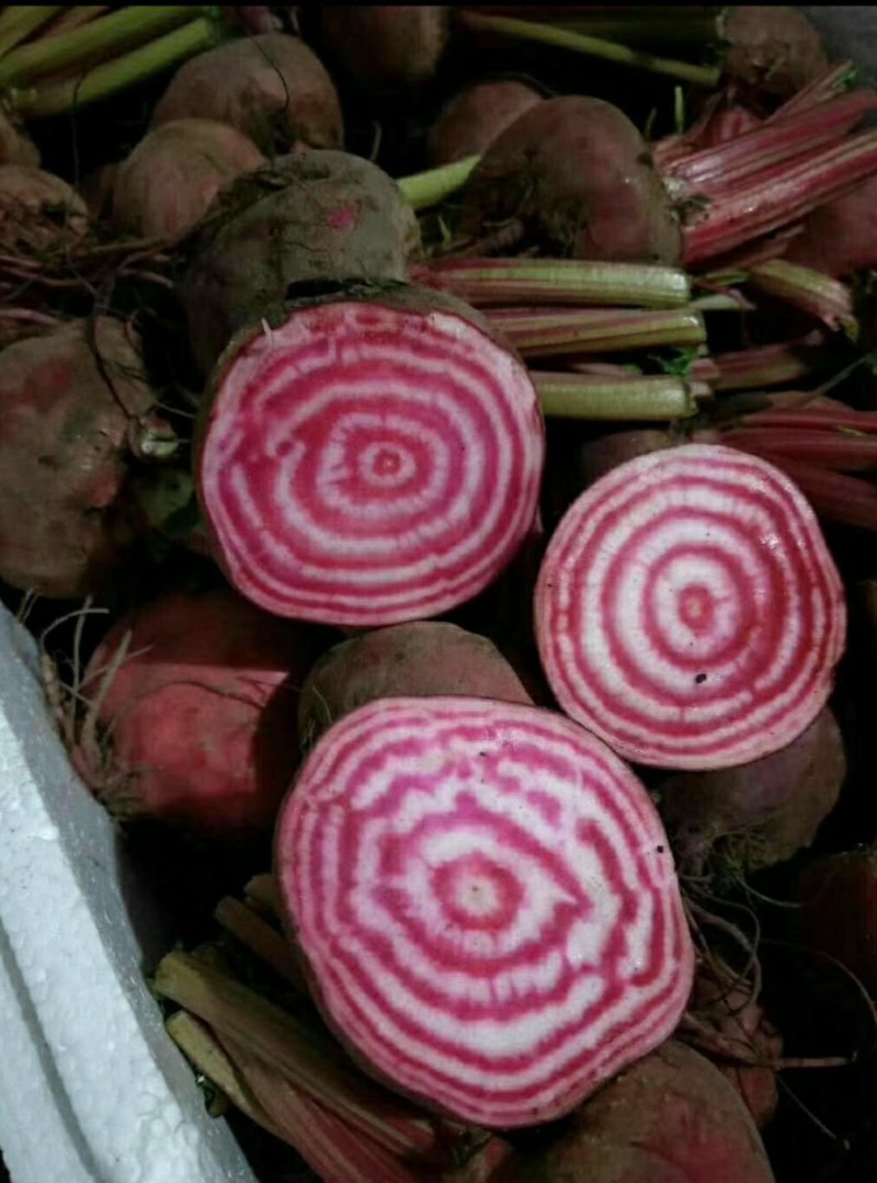 盘饰花草三色堇