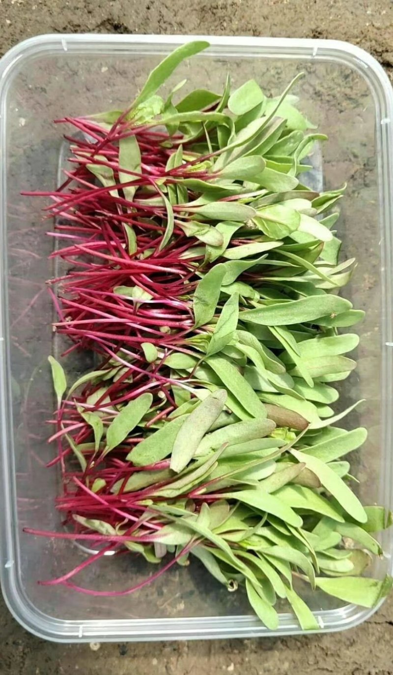 盘饰花草三色堇