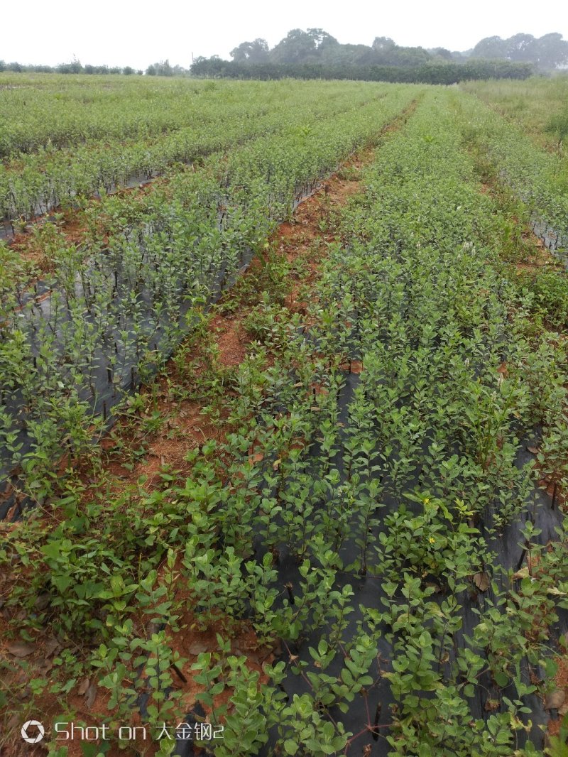 蔓荆子苗江西单叶蔓荆子苗基地现挖苗1000棵起