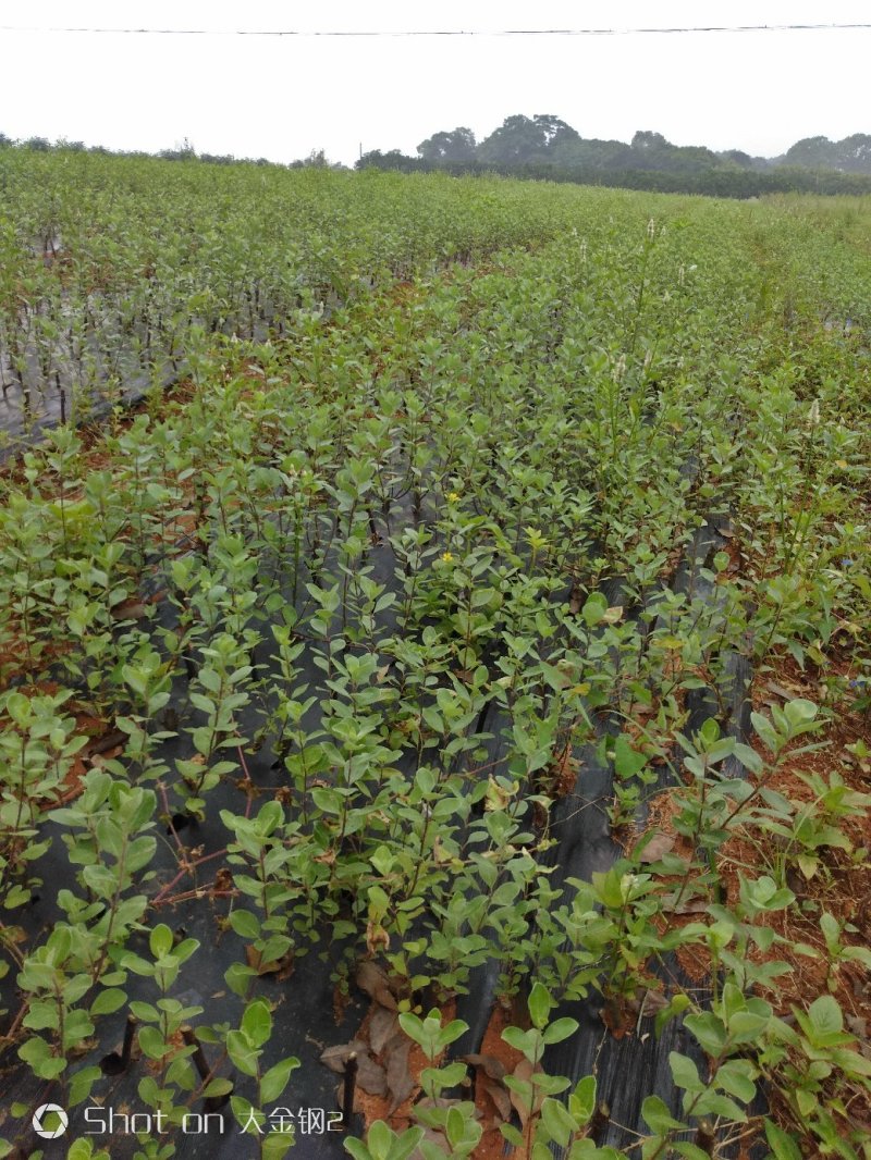 蔓荆子苗江西单叶蔓荆子苗基地现挖苗1000棵起