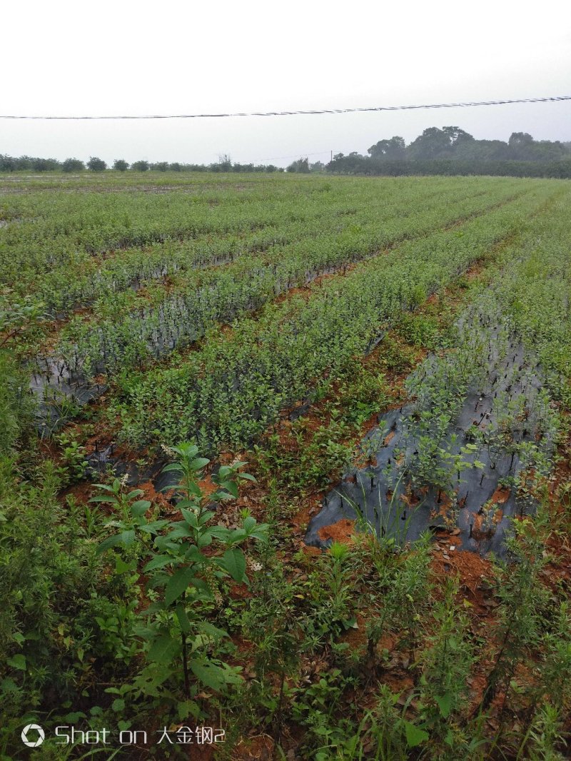 蔓荆子苗江西单叶蔓荆子苗基地现挖苗1000棵起