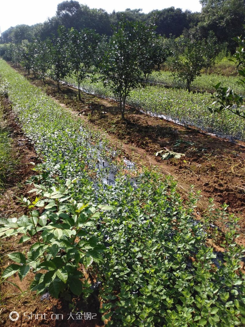 蔓荆子苗江西单叶蔓荆子苗基地现挖苗1000棵起