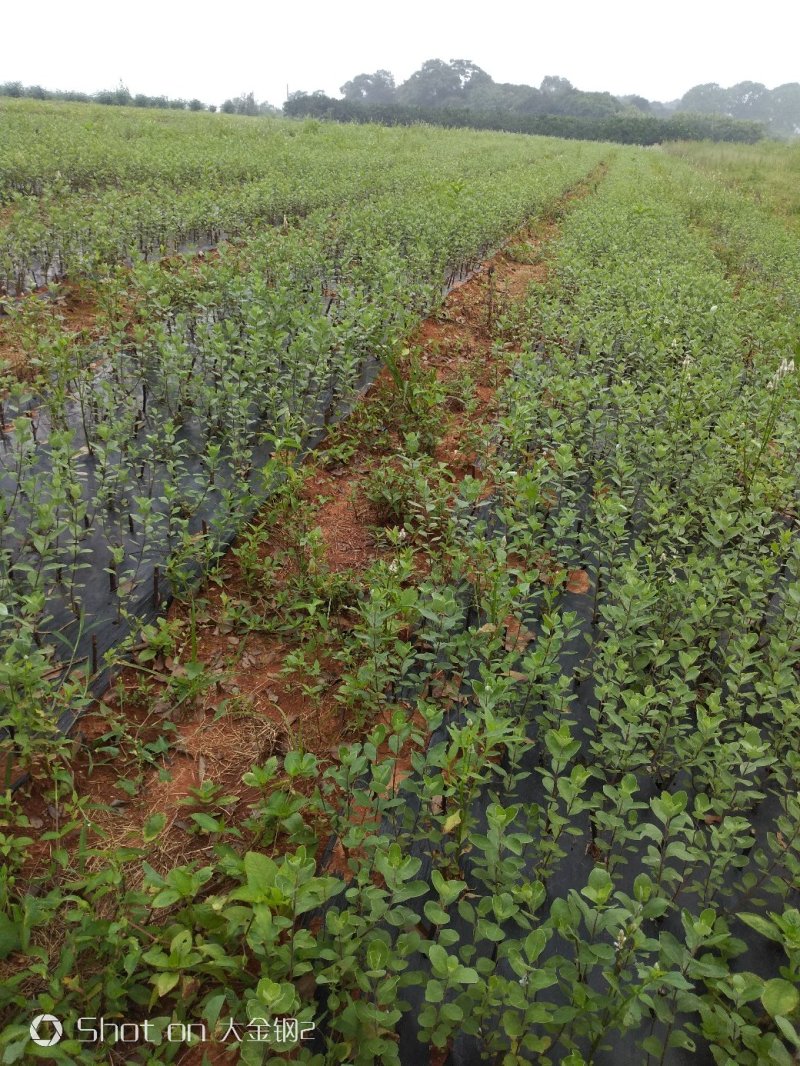 蔓荆子苗江西单叶蔓荆子苗基地现挖苗1000棵起