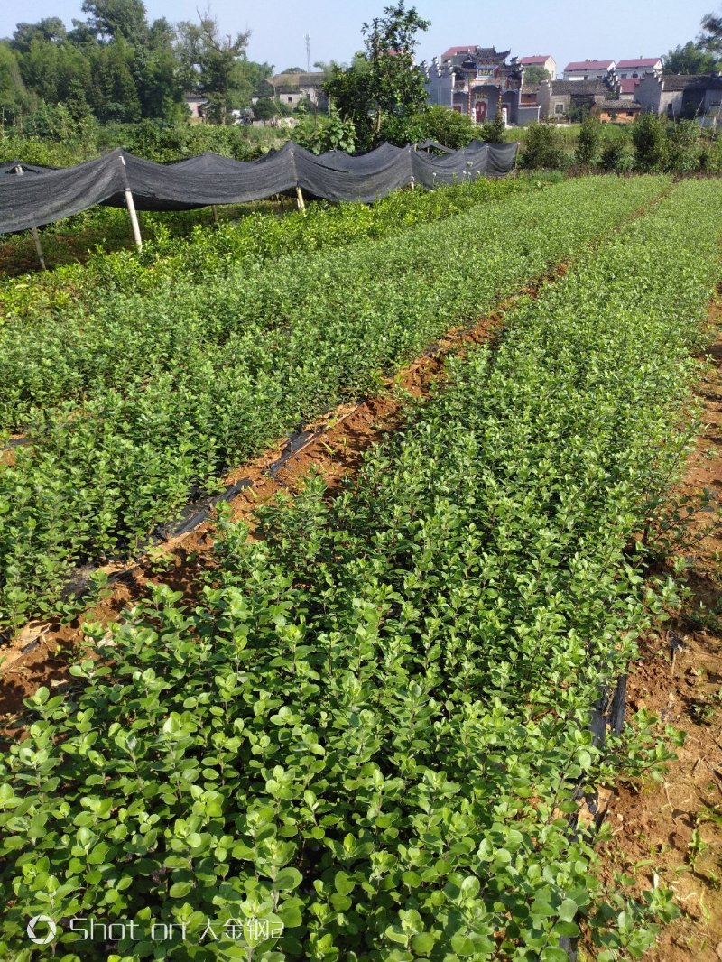 蔓荆子苗江西单叶蔓荆子苗基地现挖苗1000棵起