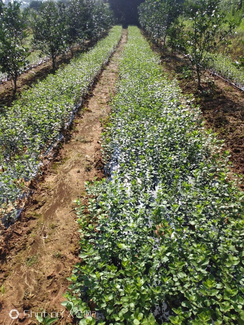 蔓荆子苗江西单叶蔓荆子苗基地现挖苗1000棵起