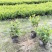 春鹃35-40高，冠25-30.量大！量大！量大！！！