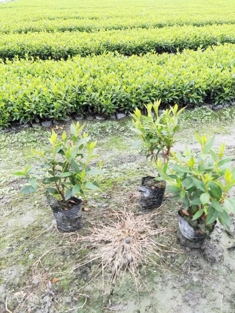 春鹃35-40高，冠25-30.量大！量大！量大！！！
