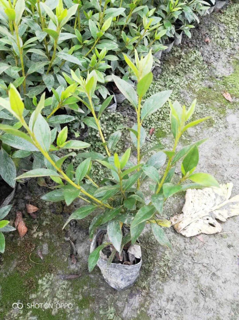 春鹃35-40高，冠25-30.量大！量大！量大！！！
