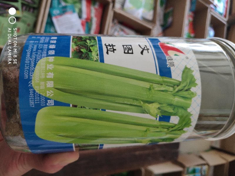 芹菜种子一绿领文图拉