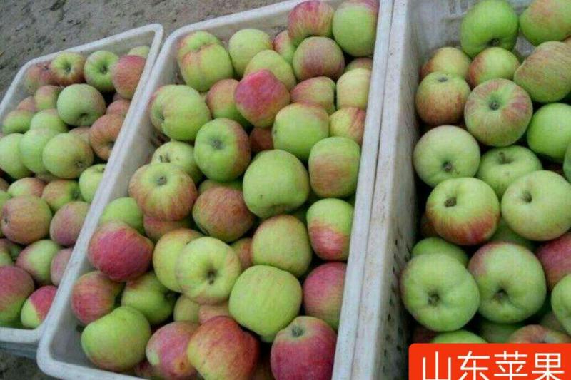 藤木苹果脆甜好吃质量保质随到随装！大量现货供应基地