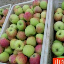 藤木苹果藤木一号苹果大量出售全国各地发货