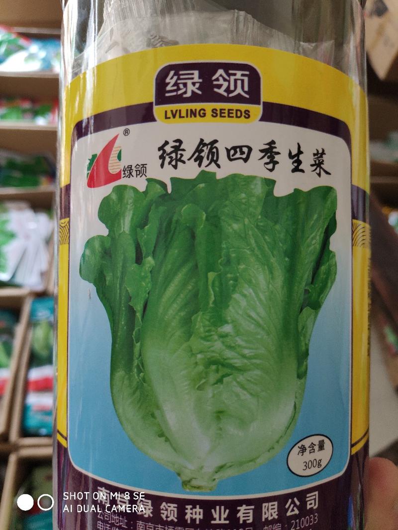 生菜种子绿领四季生菜