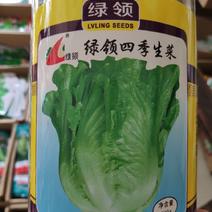 生菜种子一绿领四季生莱