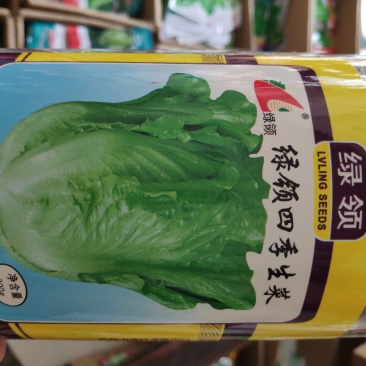 生菜种子一绿领四季生莱