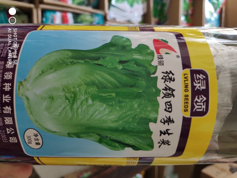 生菜种子一绿领四季生莱