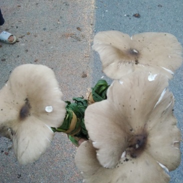鸡纵菌