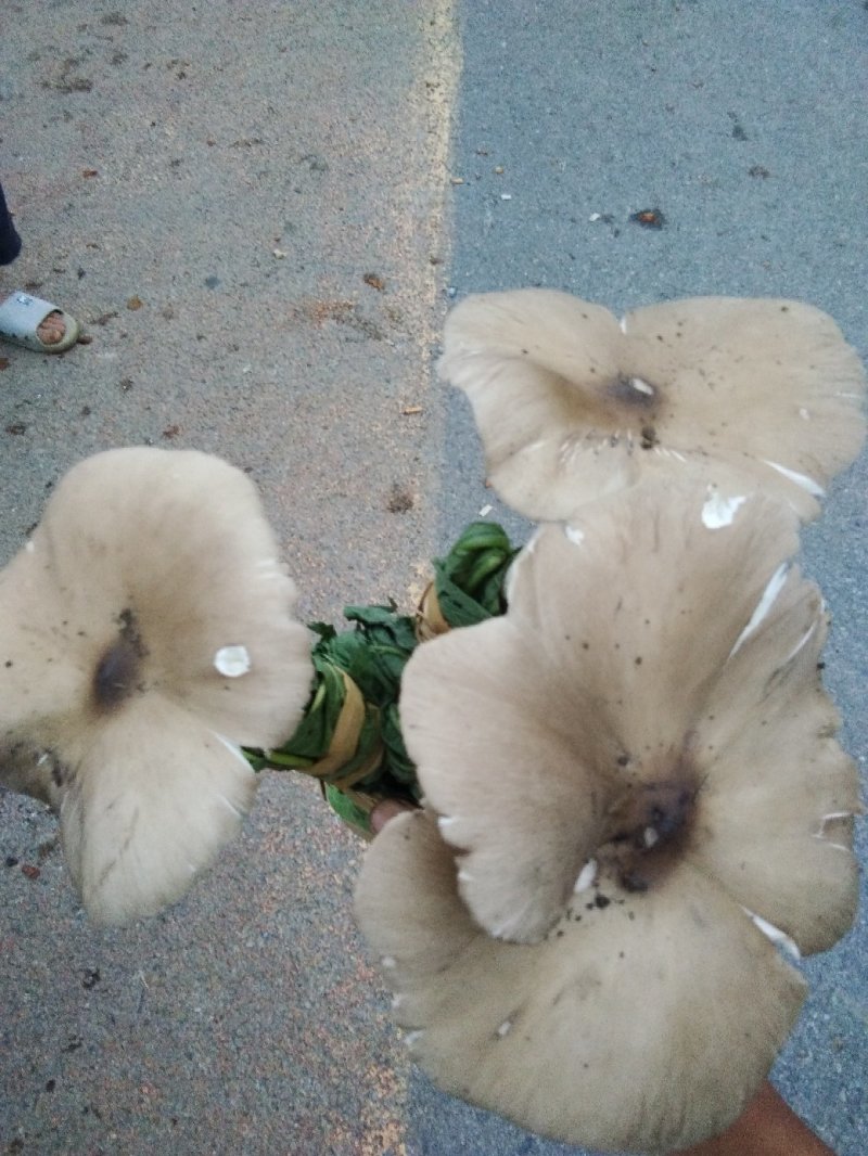 鸡纵菌
