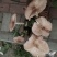 鸡纵菌