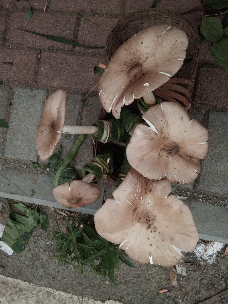 鸡纵菌