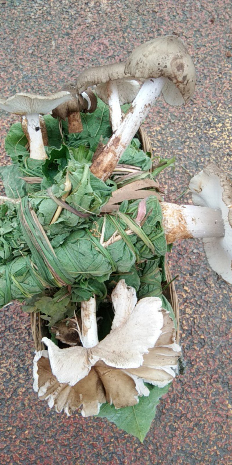 鸡纵菌